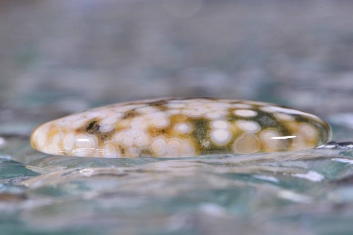 Ocean Jasper Cabochon: Oval Gemstone, AAA Grade (30x22x4.7mm)
