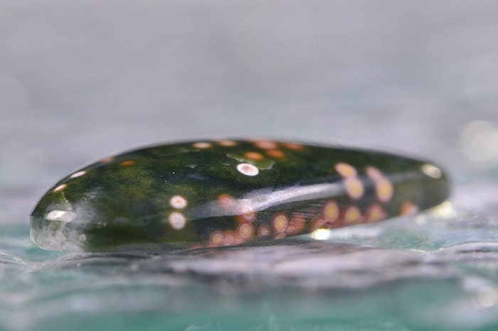 Ocean Jasper Cabochon: Green Teardrop Gemstone for Jewelry (33.8x19x6mm)