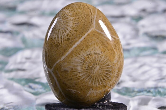 Agatized Fossil Coral Cabochon: Sahara Gemstone (28x21.4x6.1mm)