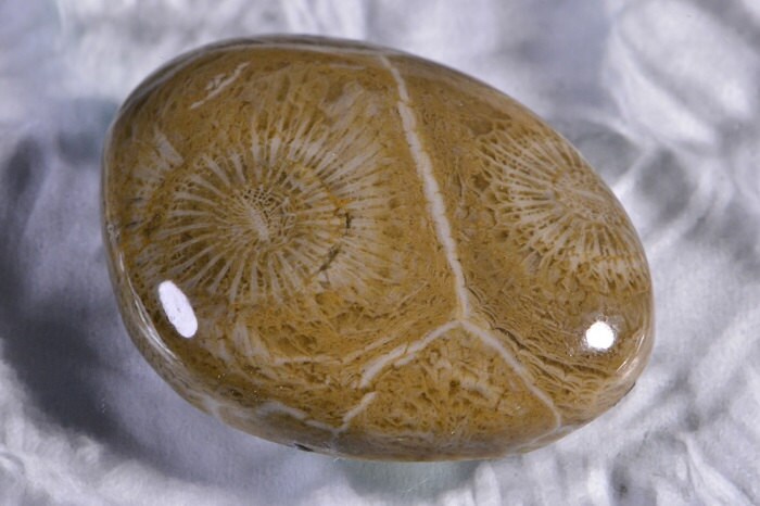 Agatized Fossil Coral Cabochon: Sahara Gemstone (28x21.4x6.1mm)