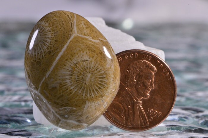 Agatized Fossil Coral Cabochon: Sahara Gemstone (28x21.4x6.1mm)