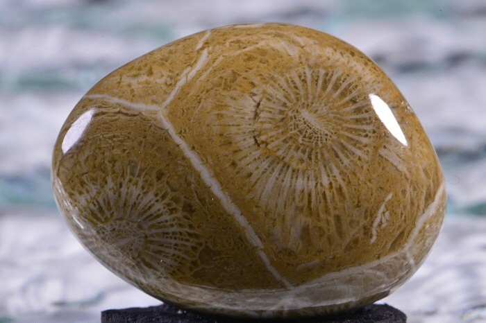 Agatized Fossil Coral Cabochon: Sahara Gemstone (28x21.4x6.1mm)