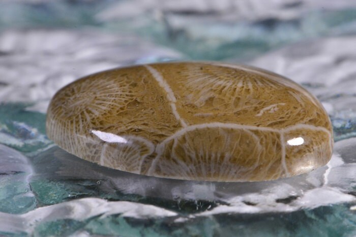 Agatized Fossil Coral Cabochon: Sahara Gemstone (28x21.4x6.1mm)