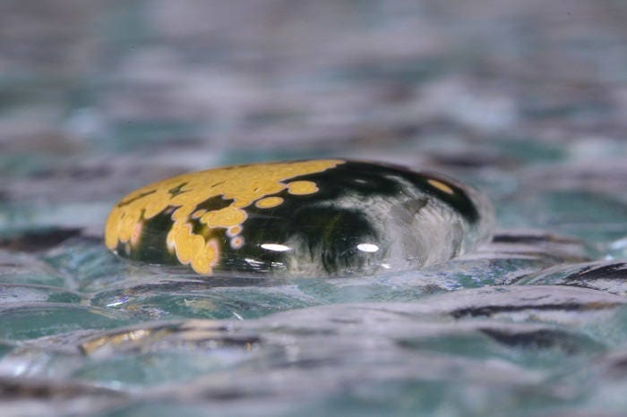 Ocean Jasper Cabochon: Dark Green, Yellow, and White Gemstone (28x22x5.6mm)