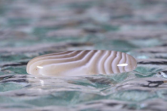 Banded Botswana Agate Cabochon: Teardrop Gemstone (25x15x4.4mm)