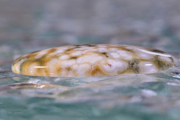 Ocean Jasper Cabochon: Oval Gemstone, AAA Grade (30x22x4.7mm)