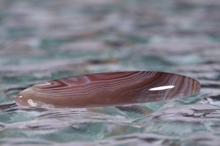 Banded Botswana Agate Cabochon: Marquise Gemstone (34x13x4.8mm)