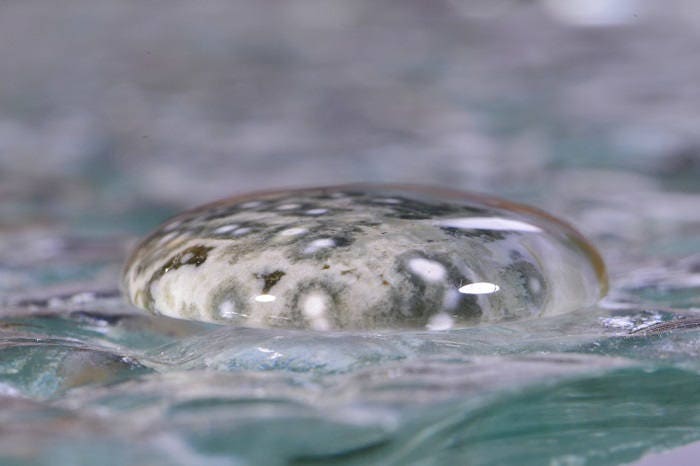 Ocean Jasper Cabochon: Oval Gemstone, 34x25x5.5mm
