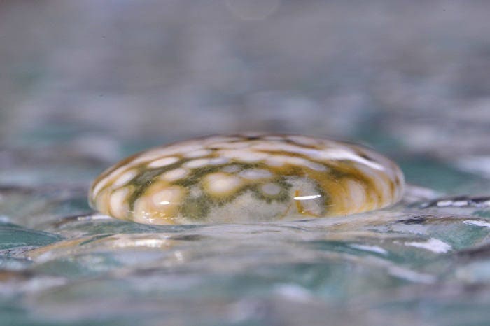 Ocean Jasper Cabochon: Oval Gemstone, AAA Grade (30x22x4.7mm)
