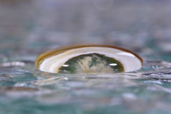 Ocean Jasper Cabochon: Oval Gemstone, Earth Tone Colors (30x21x4.7mm)