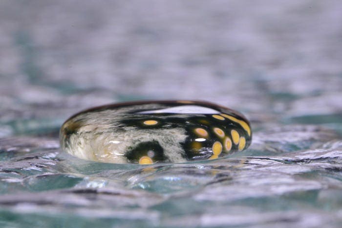 Ocean Jasper Cabochon: Oval Gemstone, Greens, Yellows (30x22x4.8mm)