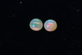 5mm Ethiopian Welo Opal Cabochon Matched Pair: Natural Gemstone Earring Supply