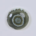 Ocean Jasper  Cabochon  Round Smooth 16mm Natural Gemstone Cabochon