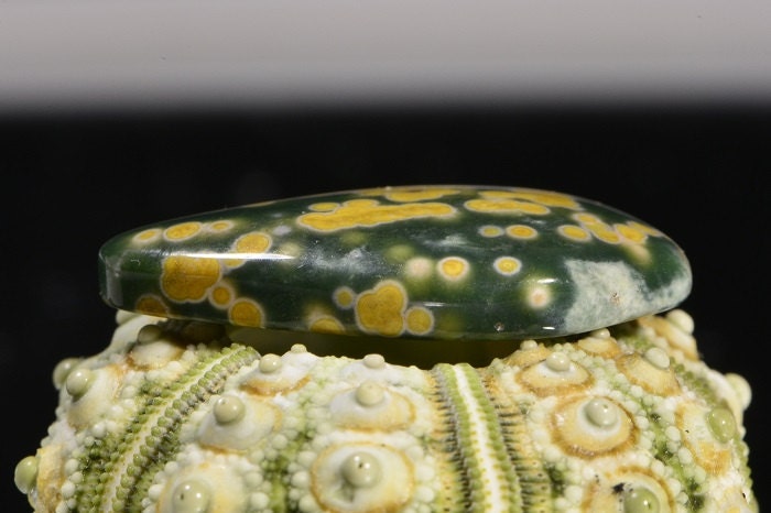 Ocean Jasper Cabochon: Green, Yellow, White Gemstone (24.6x16.5x4.5mm)